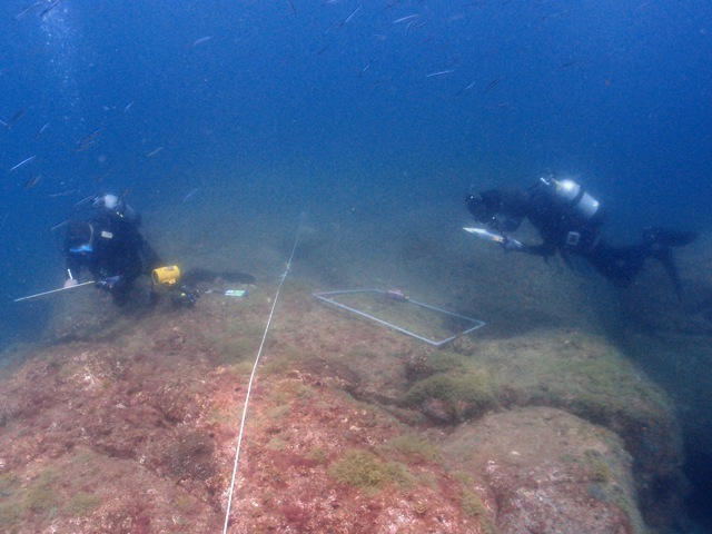 潜水士が、海藻の繁茂状況を観察中