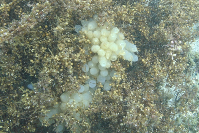 海藻に引っ付く白いものは何？